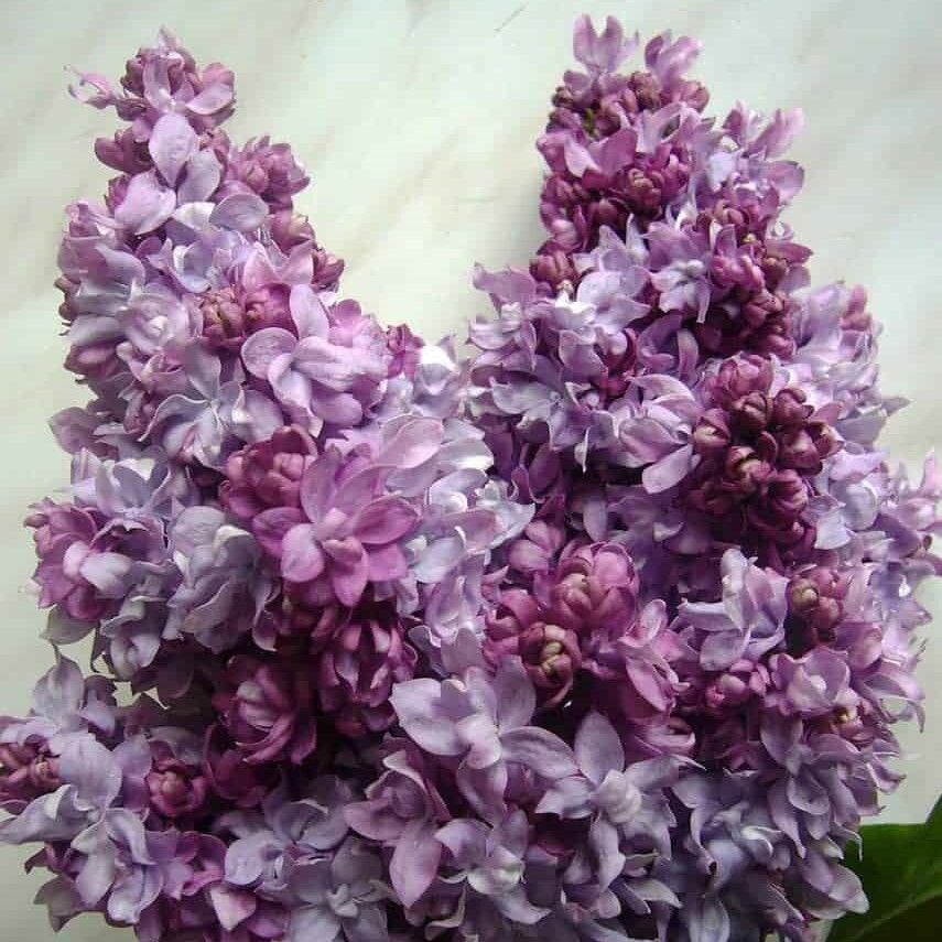 Сирень Маршал Малиновский
